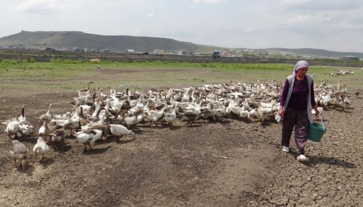 Kars’ta Toplu Kaz Ölümleri