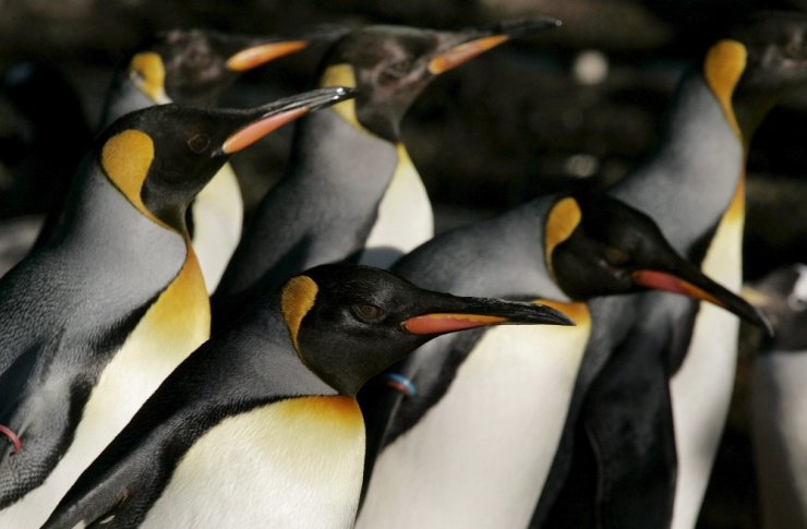 'Kral Penguenler'in Sayısı Hızla Azalıyor