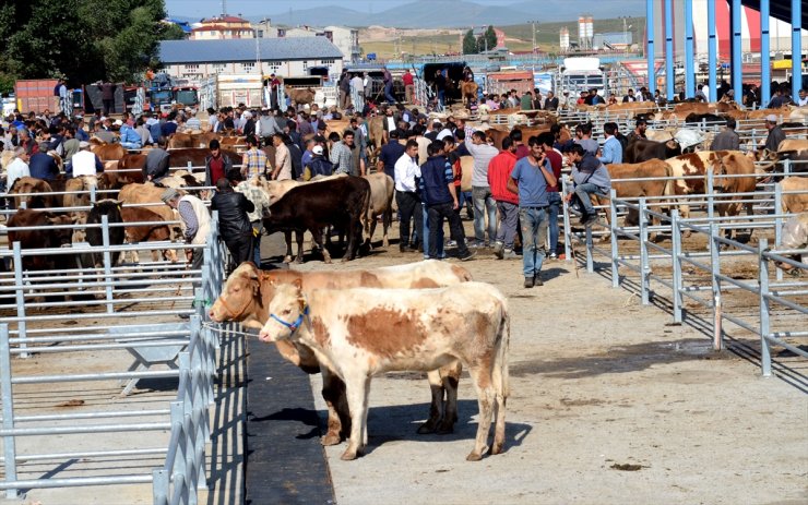 Kurbanlıklar Yola Çıktı