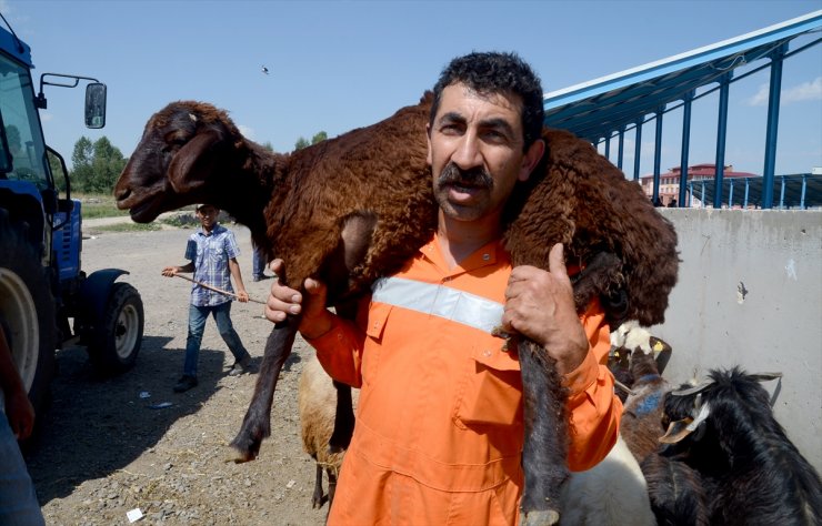 Kurbanlıklar Yola Çıktı