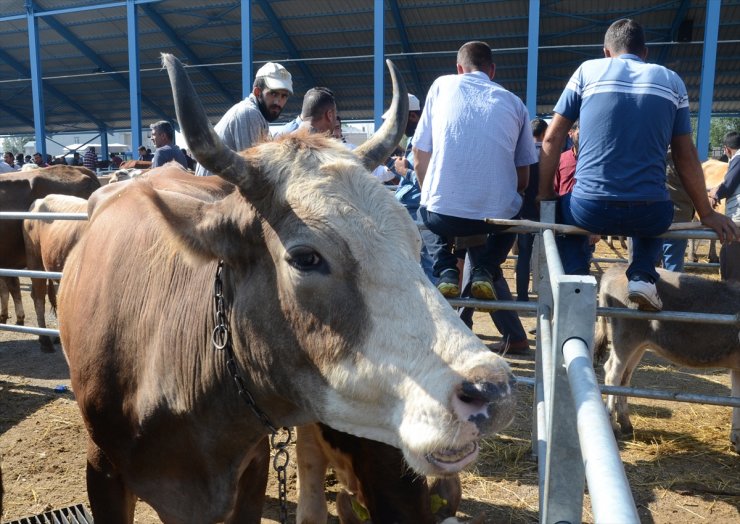 Otomobil Fiyatına Kurbanlıklar