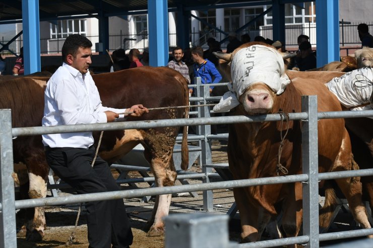 Otomobil Fiyatına Kurbanlıklar