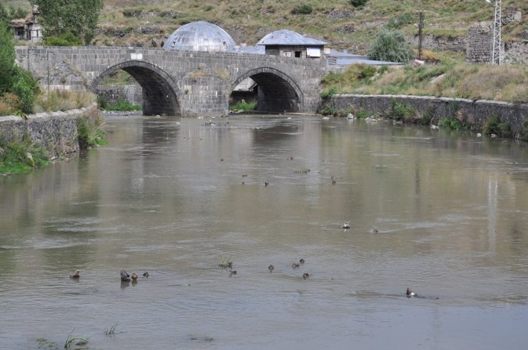 Kars'ın Yaban Ördekleri