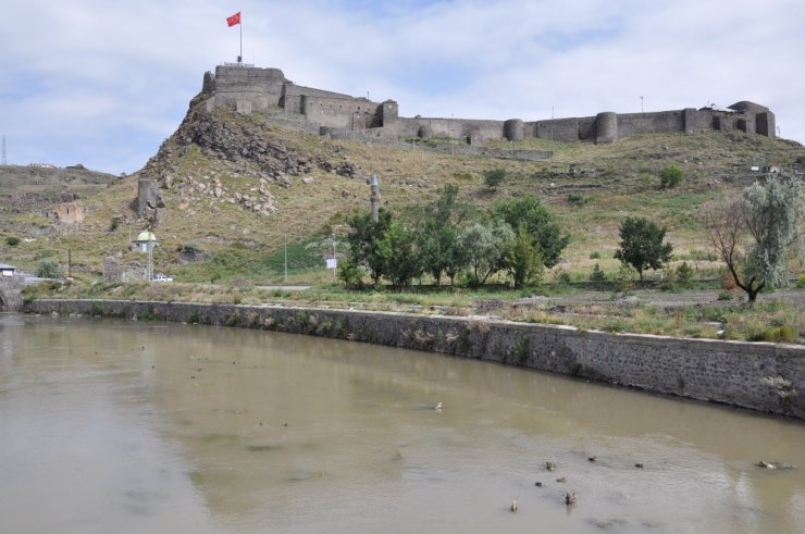 Kars'ın Yaban Ördekleri