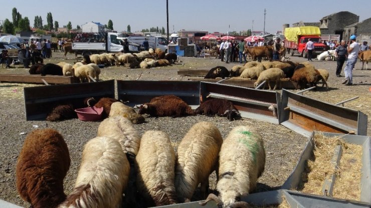 ‘Kurban Pazarı’nda Yoğunluk