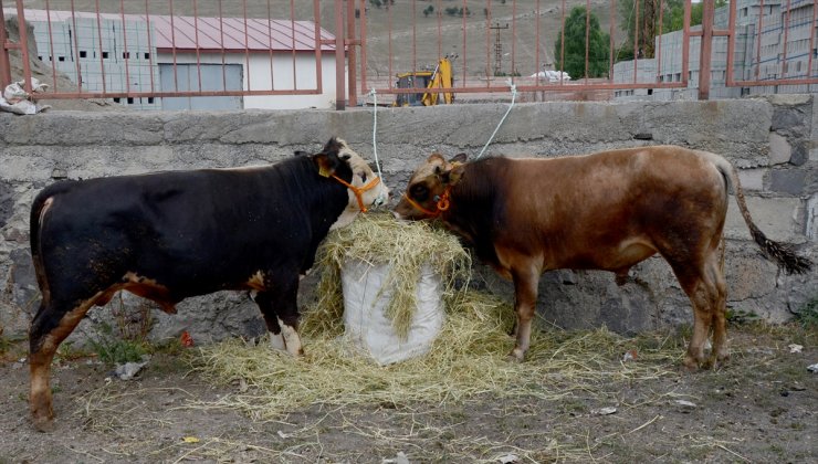 'Kurban Pazarı'nda Sıkı Pazarlıklar