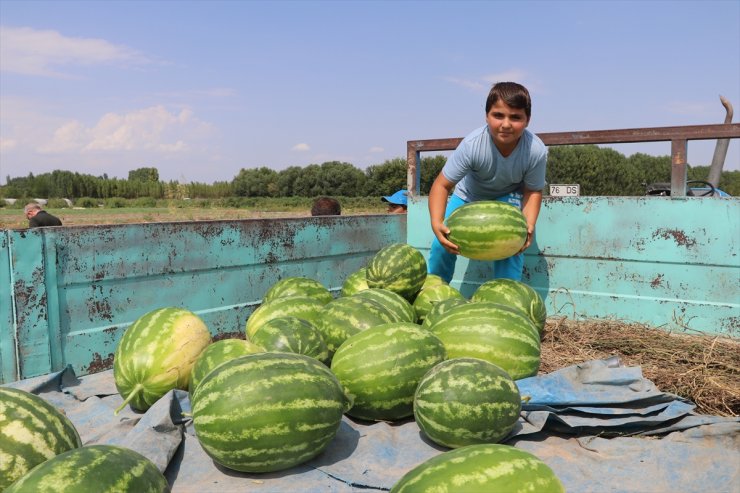 Bölgenin Karpuzu Iğdır'dan