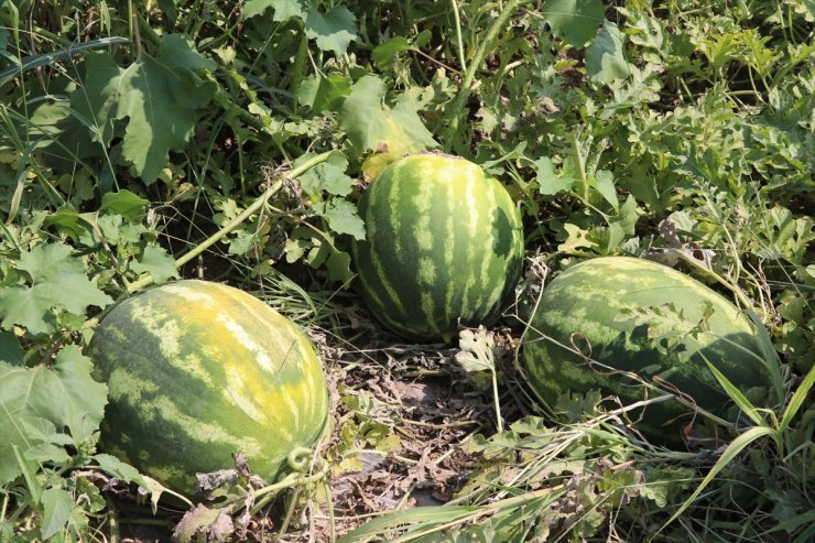 Bölgenin Karpuzu Iğdır'dan