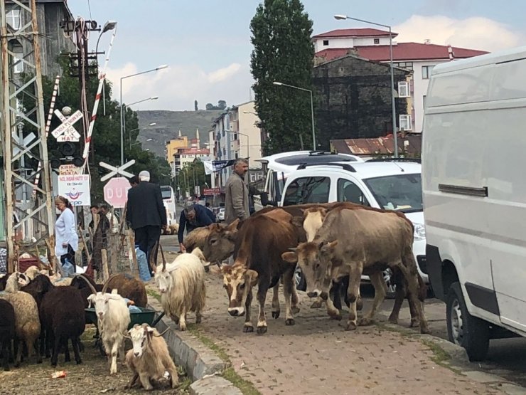 Kars’ta Kurbanlık Satışları Düşük