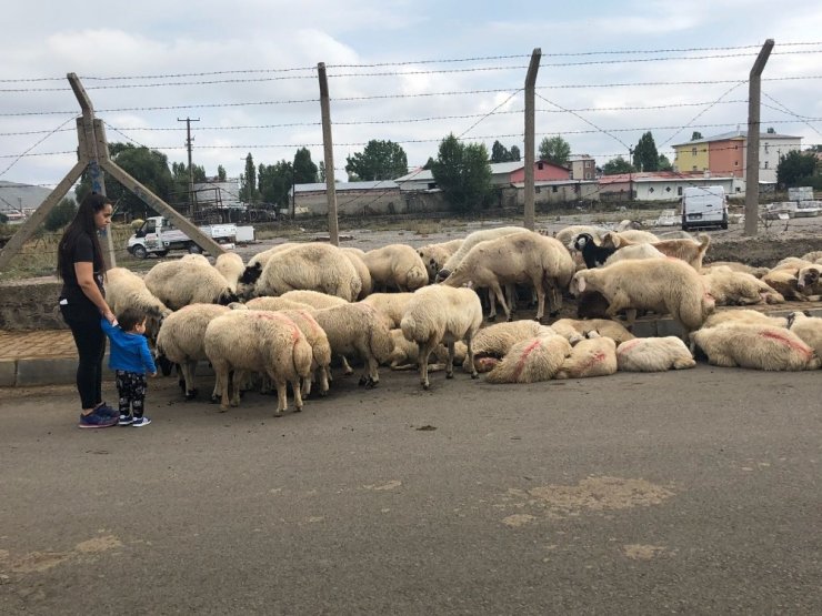 Kars’ta Kurbanlık Satışları Düşük