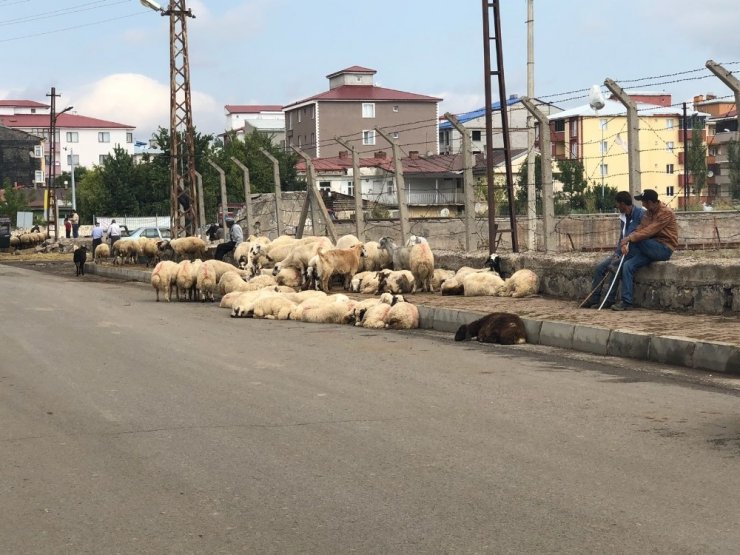 Kars’ta Kurbanlık Satışları Düşük