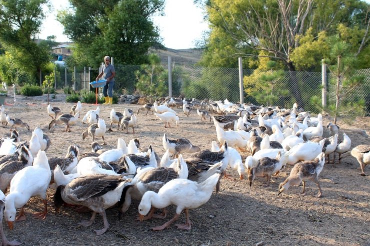 Emekli Oldu Kaz Beslemeye Başladı