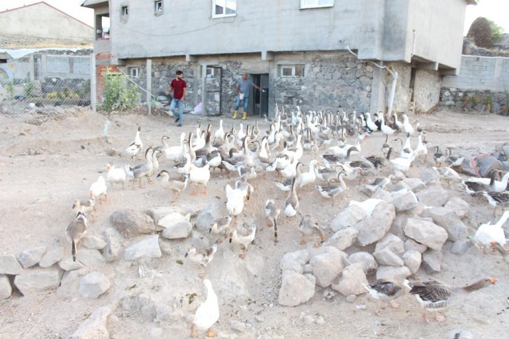 Emekli Oldu Kaz Beslemeye Başladı