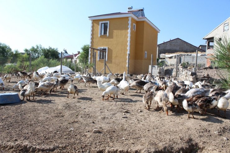 Emekli Oldu Kaz Beslemeye Başladı