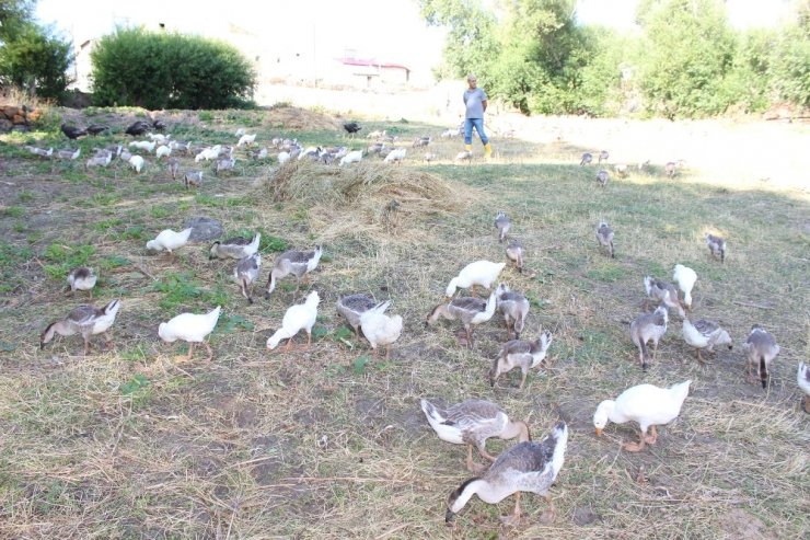 Emekli Oldu Kaz Beslemeye Başladı