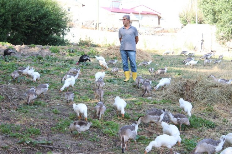 Emekli Oldu Kaz Beslemeye Başladı