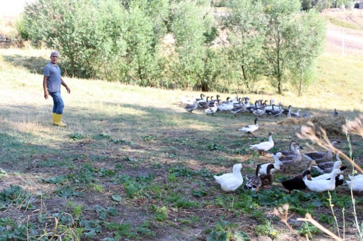 Emekli Oldu Kaz Beslemeye Başladı