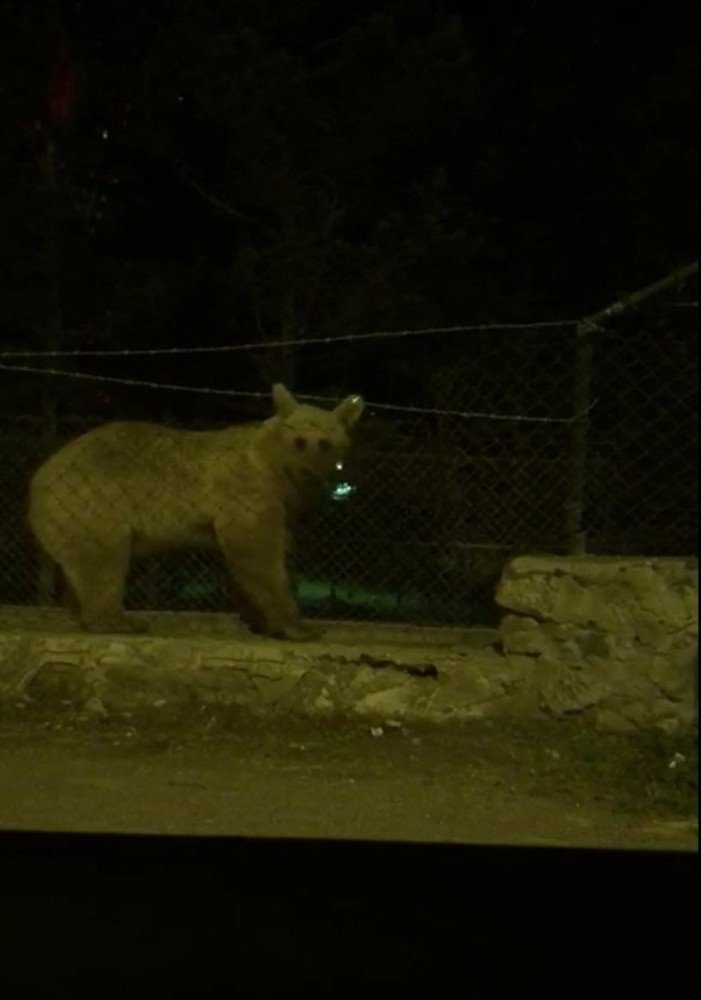 'Boz Ayı'nın Tel Örgü Mücadelesi