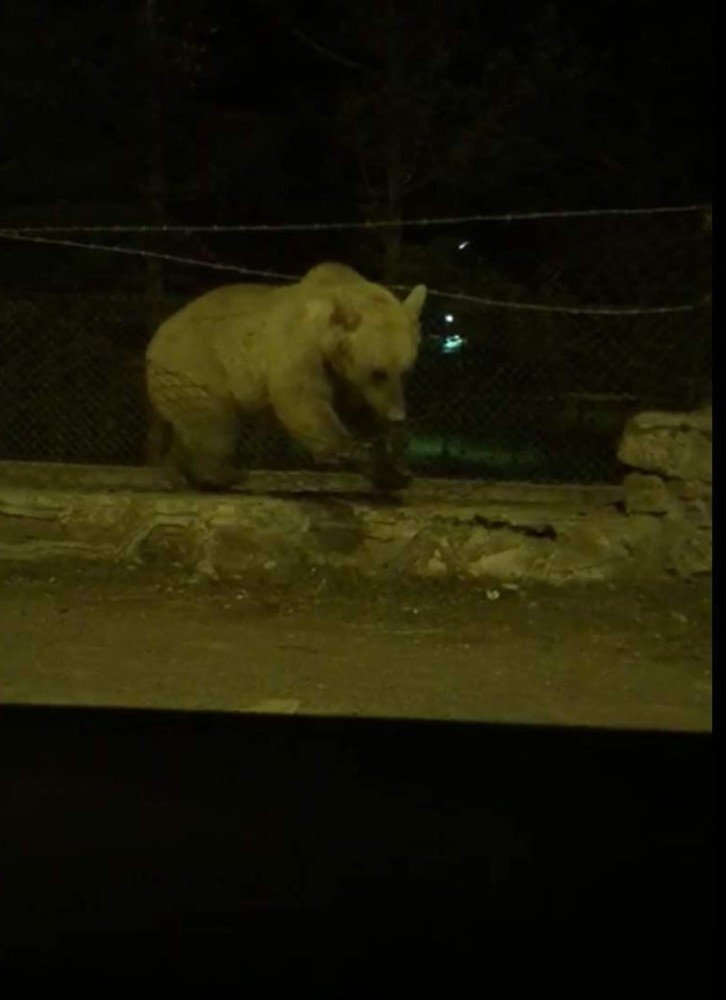 'Boz Ayı'nın Tel Örgü Mücadelesi