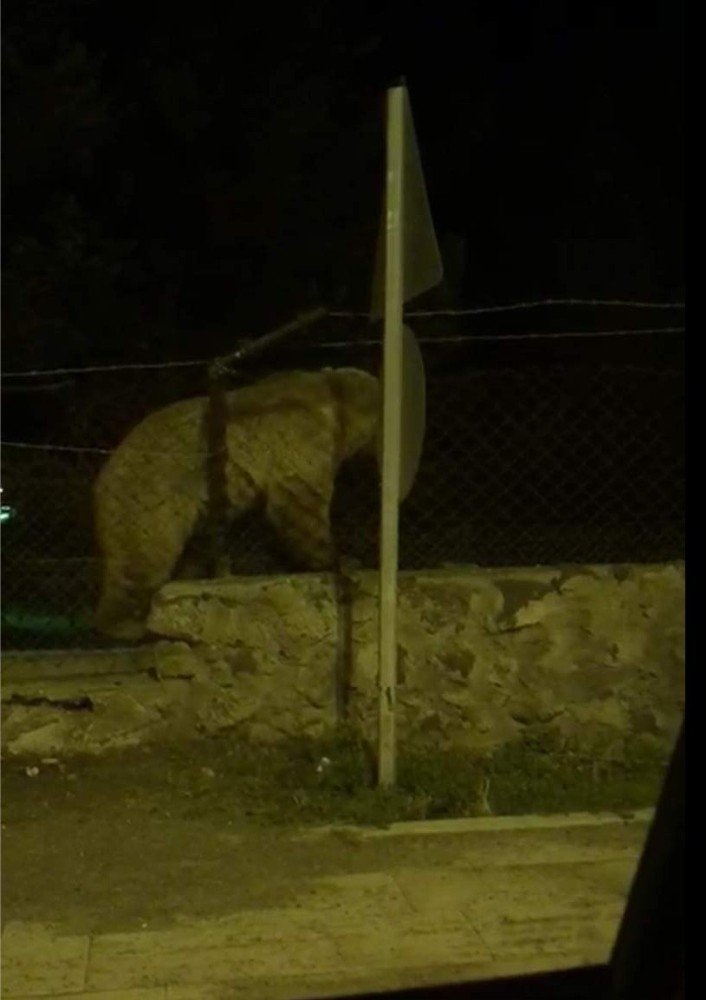 'Boz Ayı'nın Tel Örgü Mücadelesi