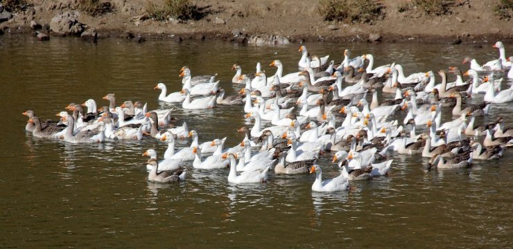 Kazlar 'Kış'a Hazırlanıyor