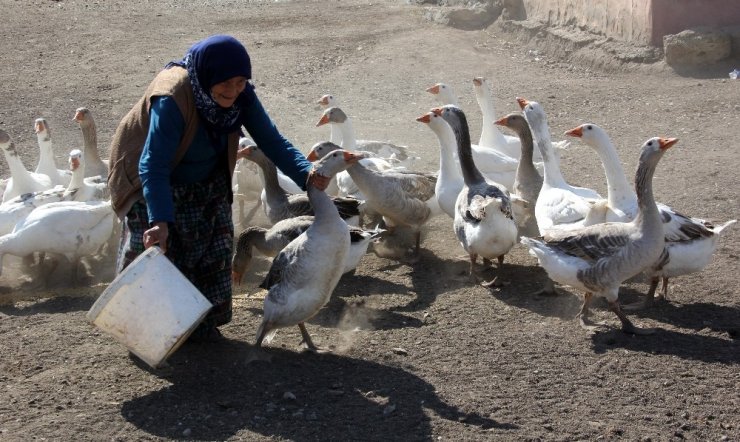 Kazlar 'Kış'a Hazırlanıyor