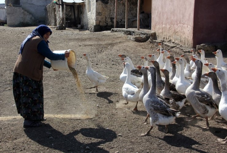 Kazlar 'Kış'a Hazırlanıyor