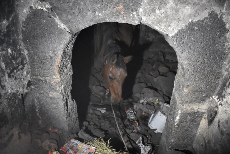 Kars'ta At Kurtarma Operasyonu