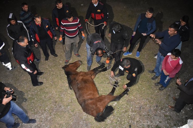 Kars'ta At Kurtarma Operasyonu