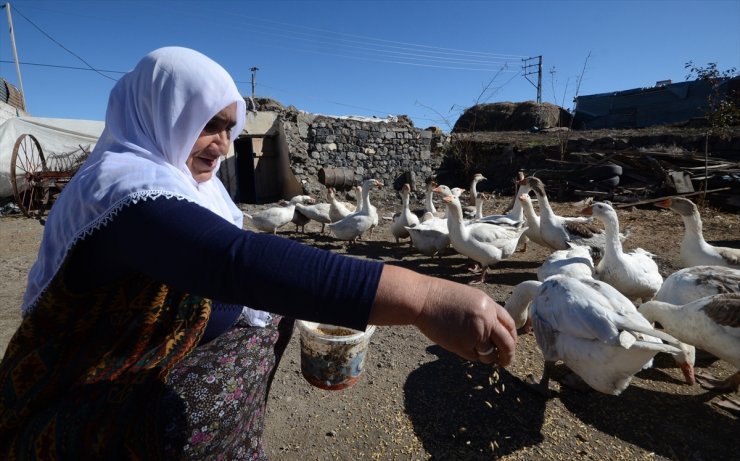 Kars’ın Kazları Besiye Alındı