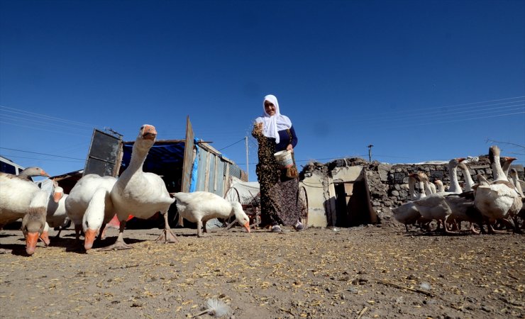 Kars’ın Kazları Besiye Alındı