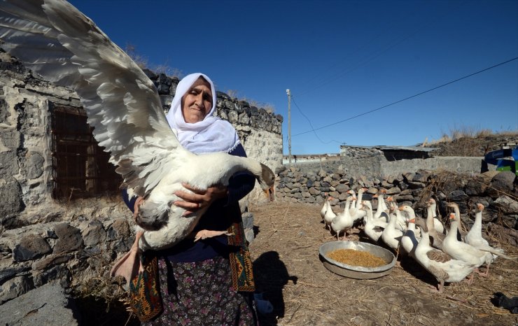 Kars’ın Kazları Besiye Alındı