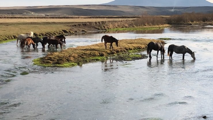 Kars’ın Yılkı Atları