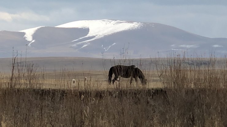 Kars’ın Yılkı Atları