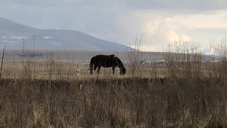 Kars’ın Yılkı Atları