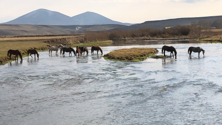 Kars’ın Yılkı Atları