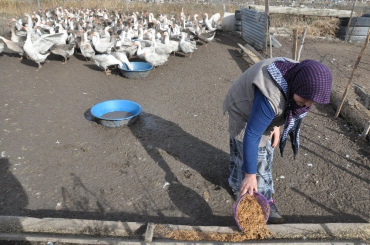 Kars’ta ‘Kaz Kesimi’ Başladı