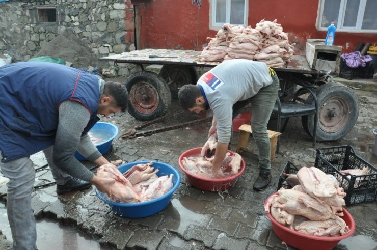 Kars’ta ‘Kaz Kesimi’ Başladı