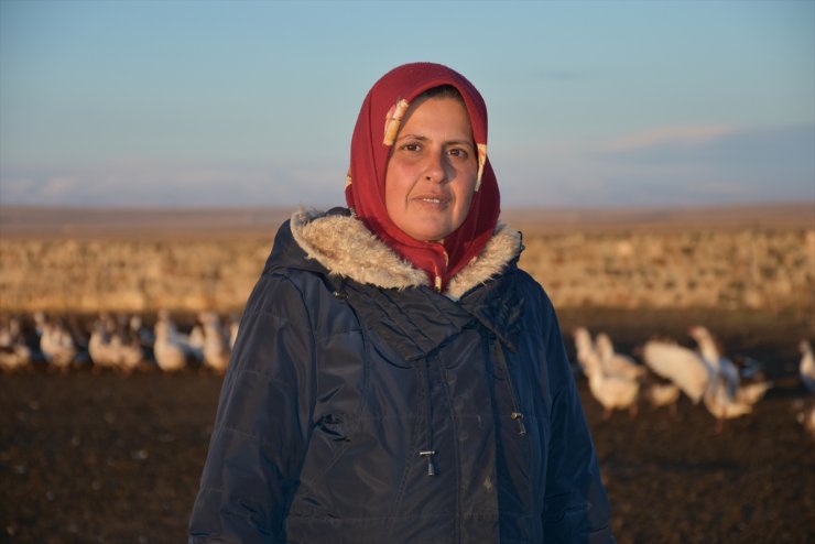 ‘Kaz Çiftlikleri’nde Yüzler Gülüyor