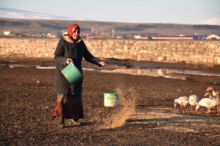 ‘Kaz Çiftlikleri’nde Yüzler Gülüyor