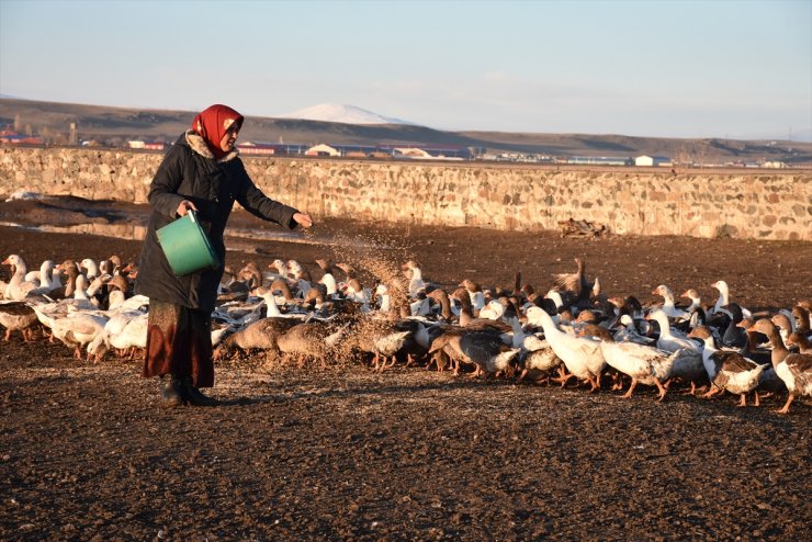 ‘Kaz Çiftlikleri’nde Yüzler Gülüyor