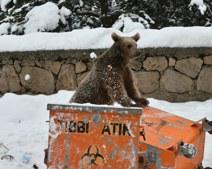 ‘Yavru Ayı’ Sarıkamış’ta Yiyecek Aradı