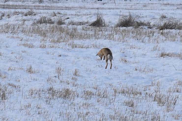 Kars'ta Tilkinin Av Mesaisi