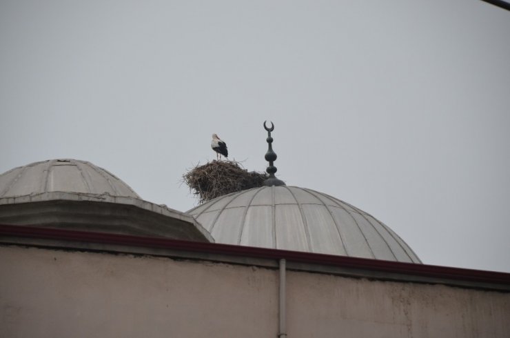 Leylekler Iğdır’ı Terk Etmiyor