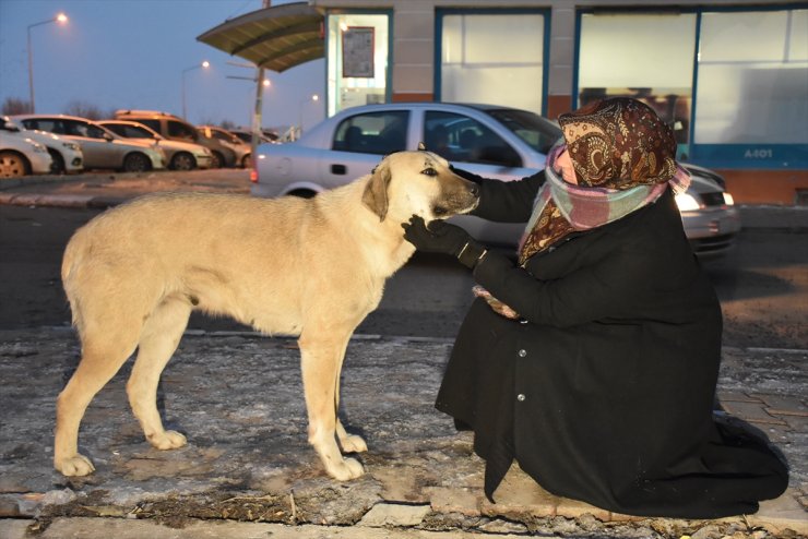 'Sokak Hayvanları' İçin Seferber Oldular