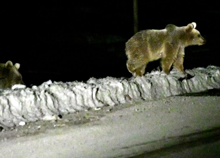 Ayılar 'Kış Uykusu'ndan Uyandı