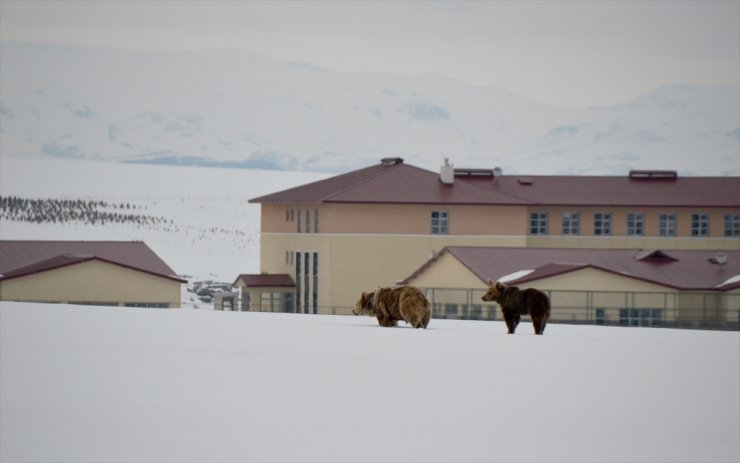 Bozayı, Yavrusunu İlçe Turuna Çıkardı