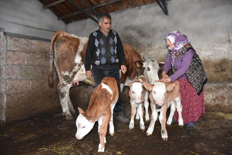 'Marya' Üçüz Doğurunca Yüzler Güldü