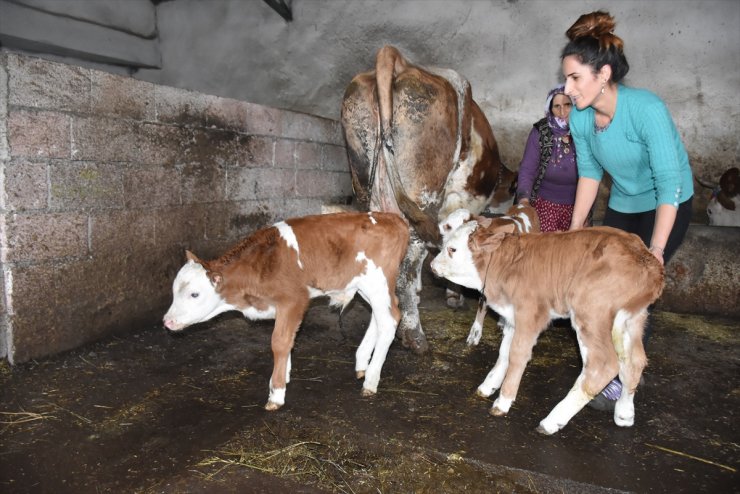 'Marya' Üçüz Doğurunca Yüzler Güldü