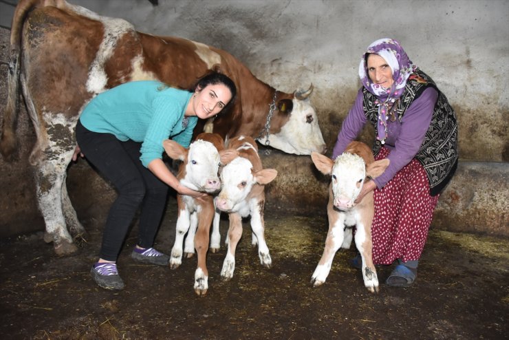 'Marya' Üçüz Doğurunca Yüzler Güldü